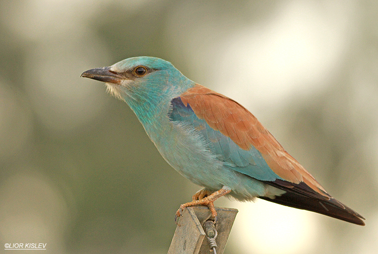 European Roller , Coracias garrulus Jordan valley  ,Israel April 2013.  Lior Kislev